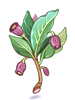 Poison Herb Scoporia