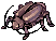 Thief Bug Female