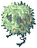 Rafflesia